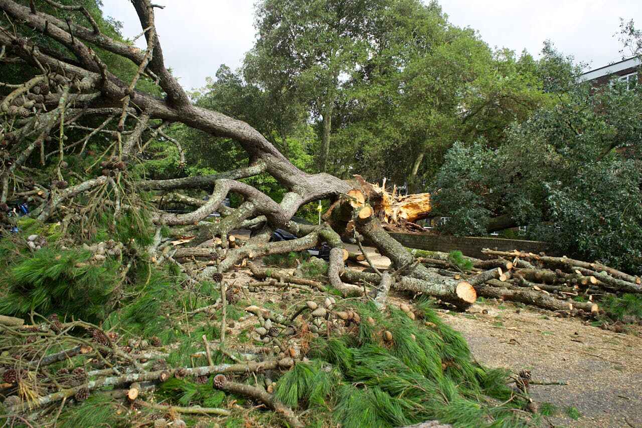 Best Tree Trimming Near Me  in Tresckow, PA